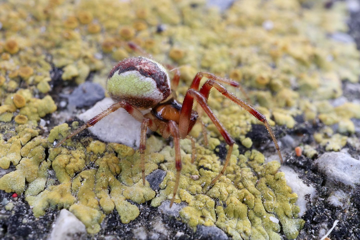 Araneidae... No, cfr. Anelosimus sp. - Portovenere (SP)